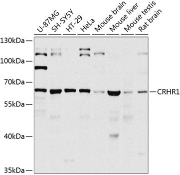 CRHR1 Rabbit pAb