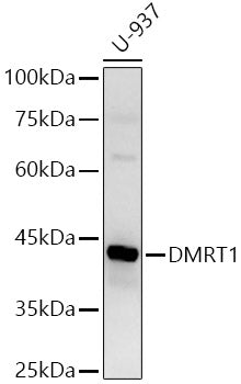 DMRT1 Rabbit pAb