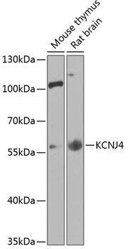 KCNJ4 Rabbit pAb
