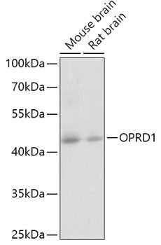 OPRD1 Rabbit pAb