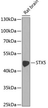 STX5 Rabbit pAb