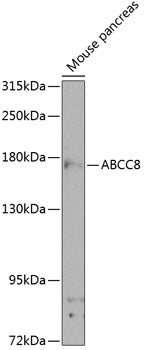 ABCC8 Rabbit pAb