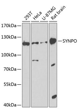 SYNPO Rabbit pAb