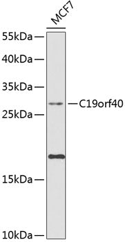 C19orf40 Rabbit pAb