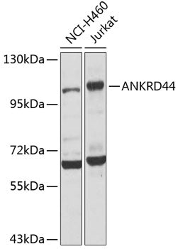ANKRD44 Rabbit pAb