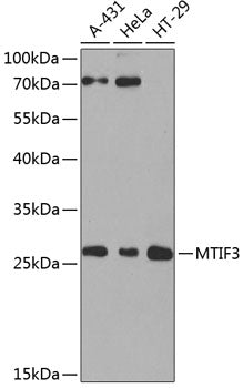 MTIF3 Rabbit pAb