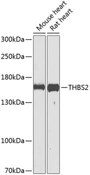 THBS2 Rabbit pAb