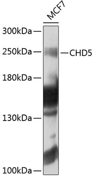 CHD5 Rabbit pAb