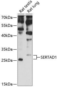 SERTAD1 Rabbit pAb
