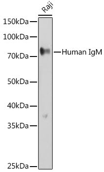 Human IgM Rabbit pAb