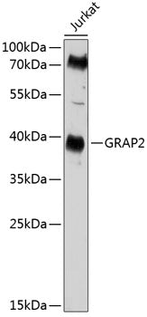 GRAP2 Rabbit pAb