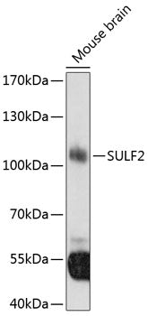 SULF2 Rabbit pAb