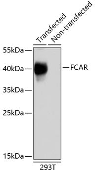 FCAR Rabbit pAb