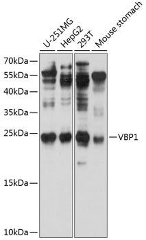 VBP1 Rabbit pAb