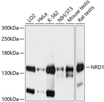 NRD1 Rabbit pAb