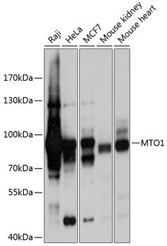 MTO1 Rabbit pAb