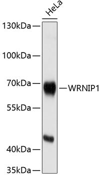 WRNIP1 Rabbit pAb