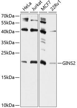 GINS2 Rabbit pAb