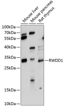 RWDD1 Rabbit pAb
