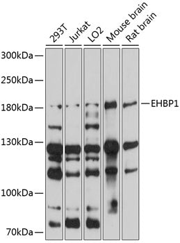 EHBP1 Rabbit pAb