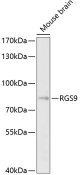 RGS9 Rabbit pAb