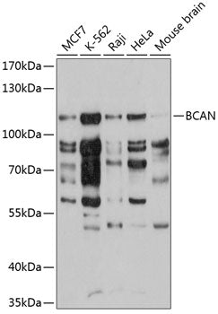 BCAN Rabbit pAb
