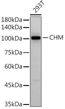 CHM Rabbit mAb