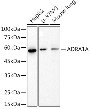 ADRA1A Rabbit mAb