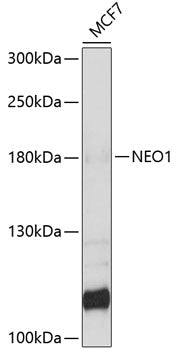 NEO1 Rabbit pAb