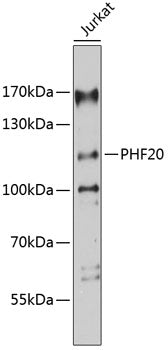 PHF20 Rabbit pAb