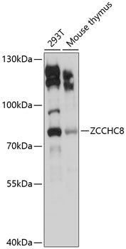 ZCCHC8 Rabbit pAb