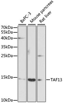 TAF13 Rabbit pAb