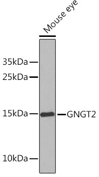 GNGT2 Rabbit pAb