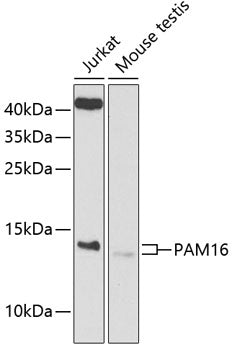 PAM16 Rabbit pAb
