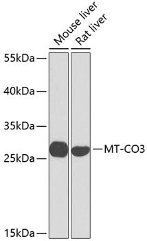 MT-CO3 Rabbit pAb