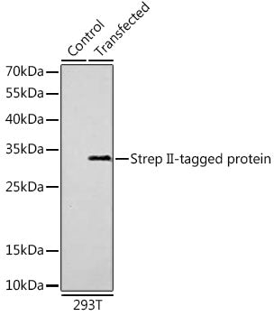 Mouse anti Strep II-Tag mAb