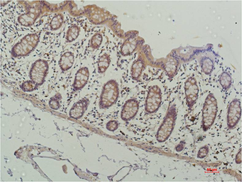 HDAC1 (3F5) Mouse Monoclonal Antibody