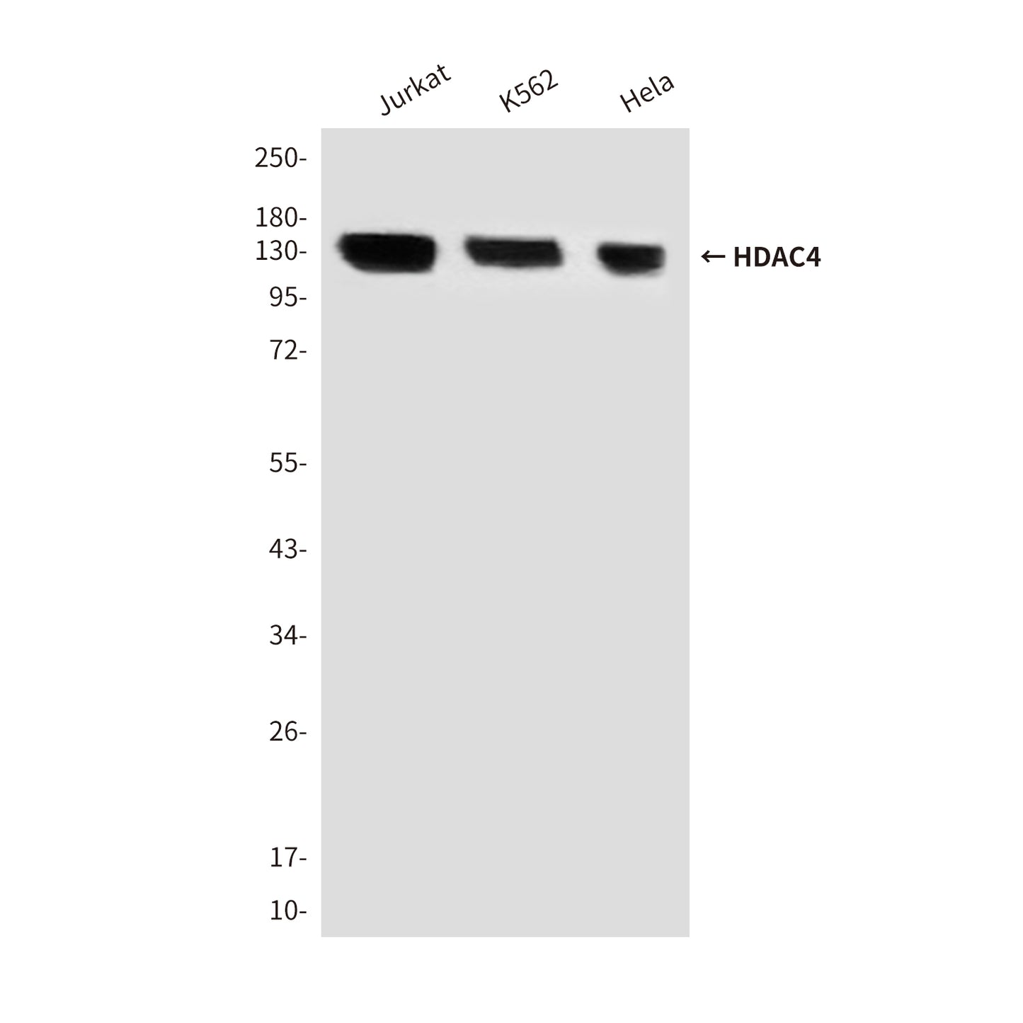 HDAC4 (4A3) Mouse Monoclonal Antibody