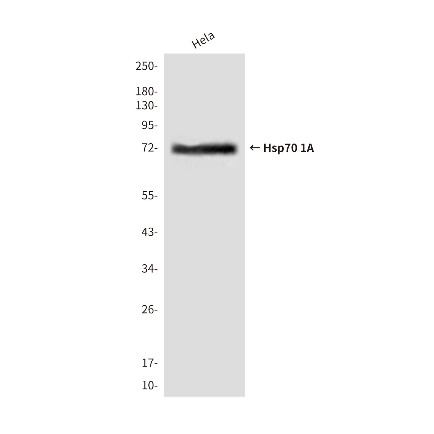Hsp70 1A (2A11) Mouse Monoclonal Antibody