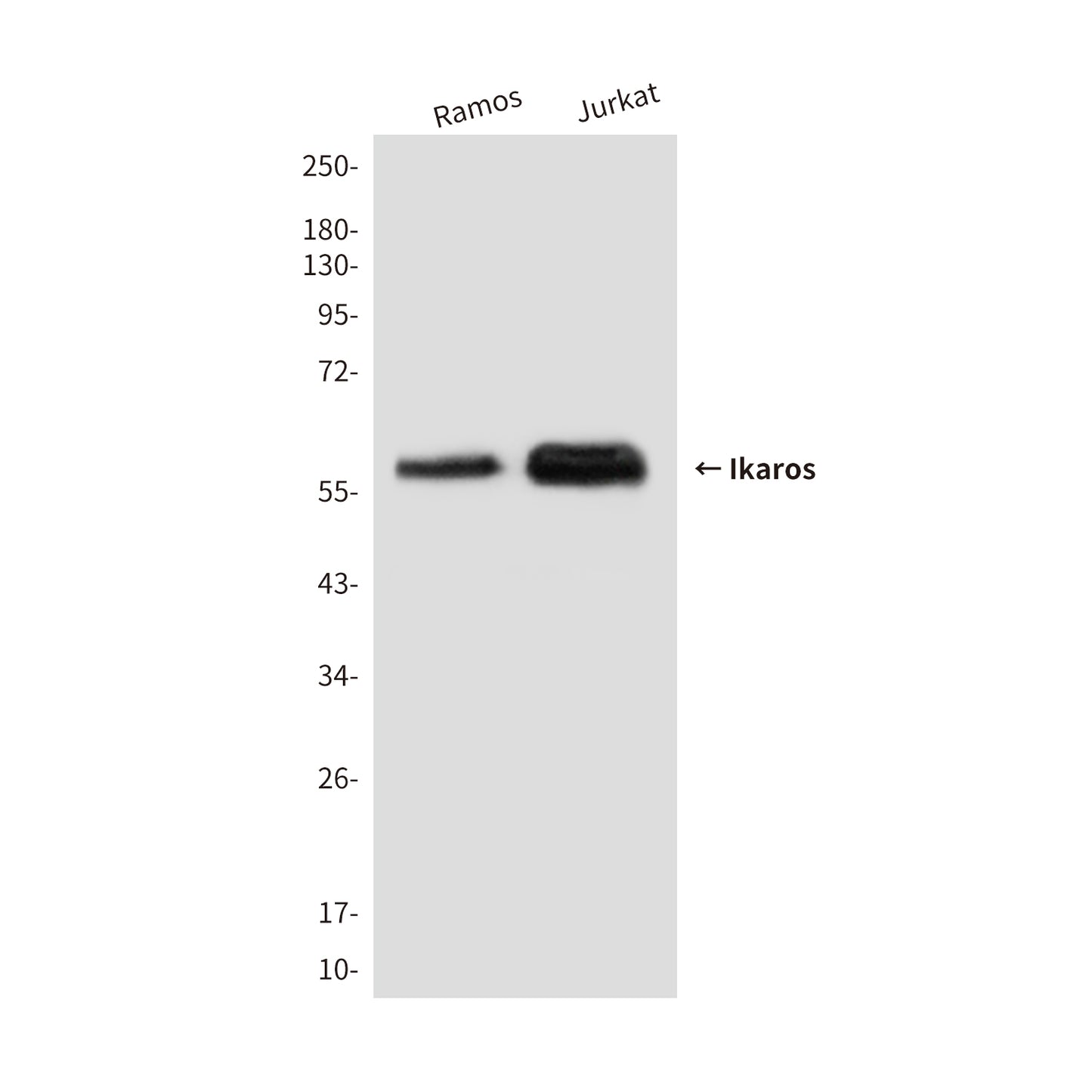 Ikaros (1A12) Mouse Monoclonal Antibody