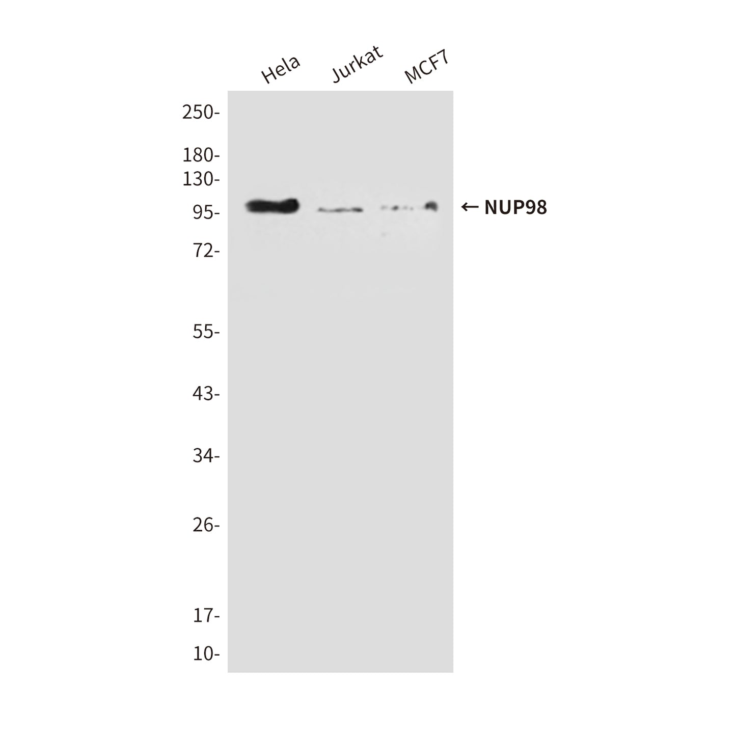 NUP98 (3B8) Mouse Monoclonal Antibody