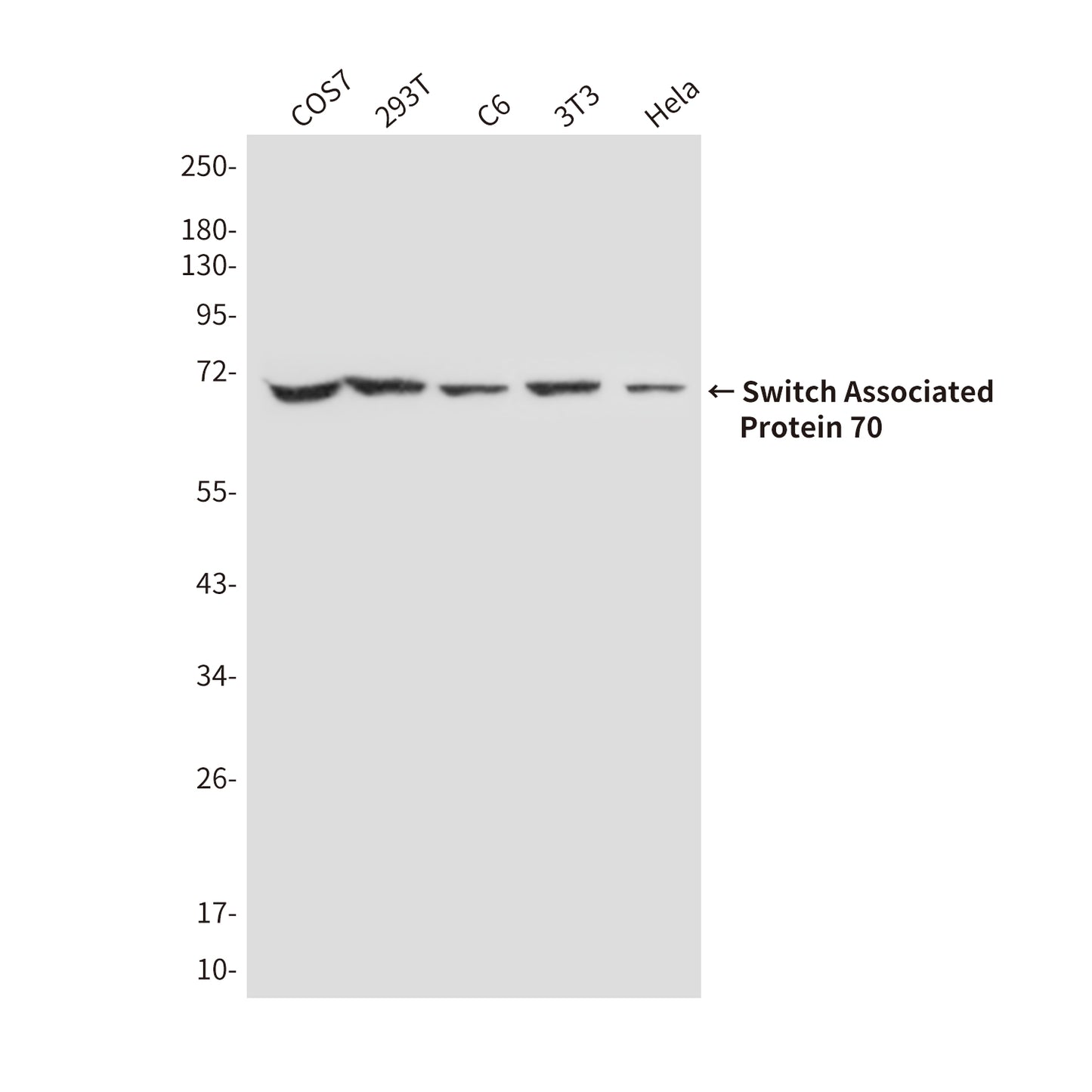 Switch Associated Protein 70 (2E9) Mouse Monoclonal Antibody