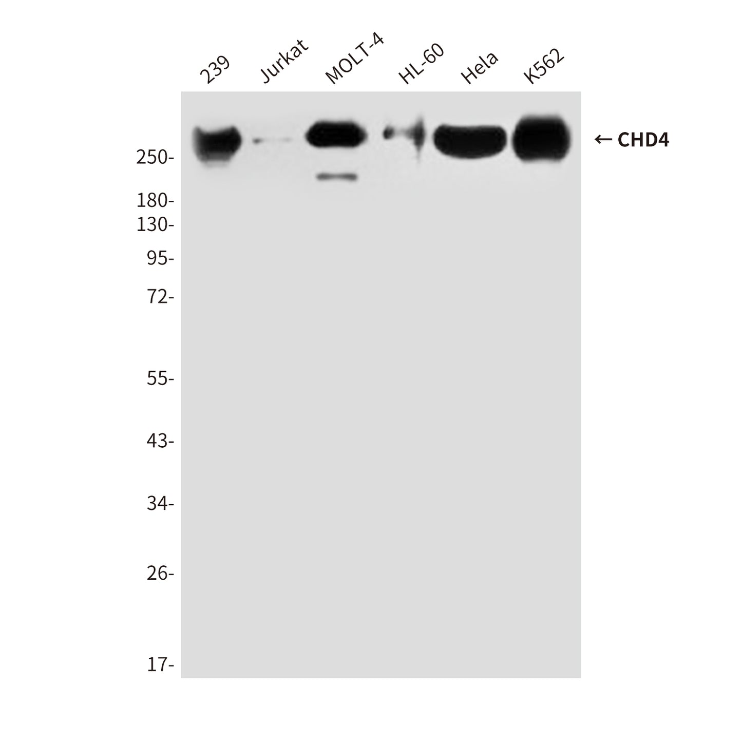 CHD4 (5F1) Mouse Monoclonal Antibody