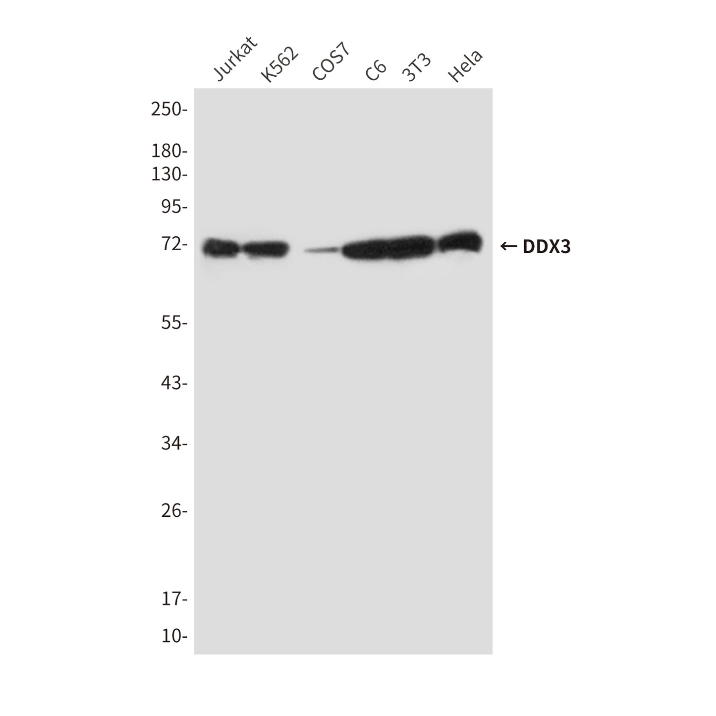 DDX3 (6G8) Mouse Monoclonal Antibody