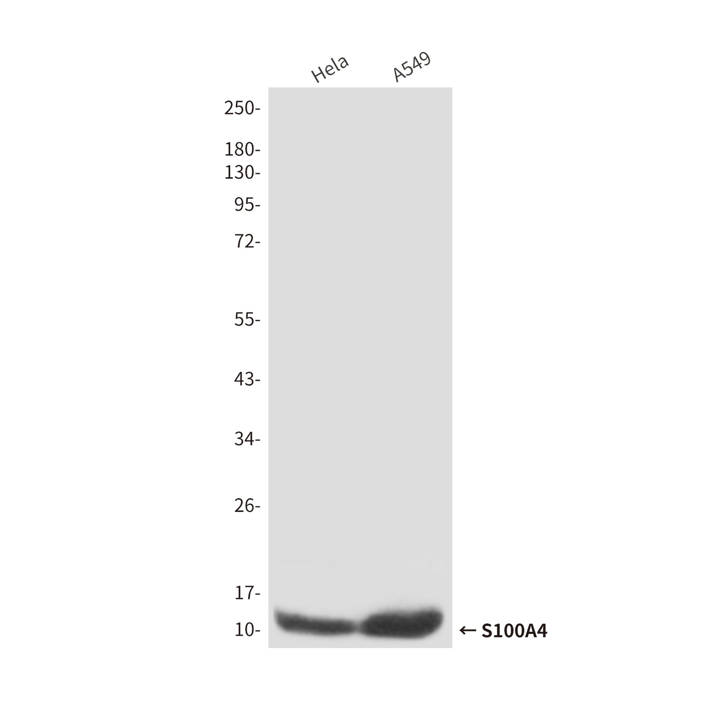 S100A4 (3D10) Mouse Monoclonal Antibody