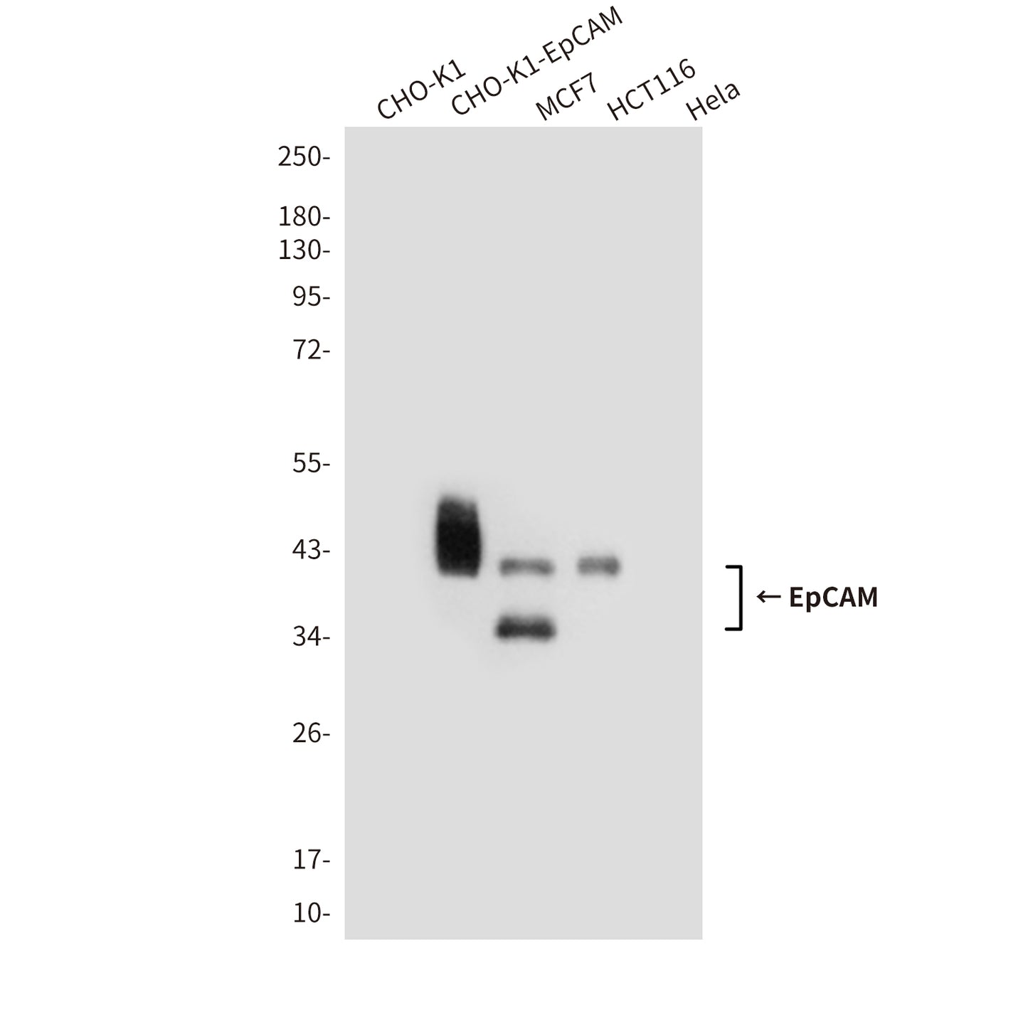 EpCAM (1D5) Mouse Monoclonal Antibody