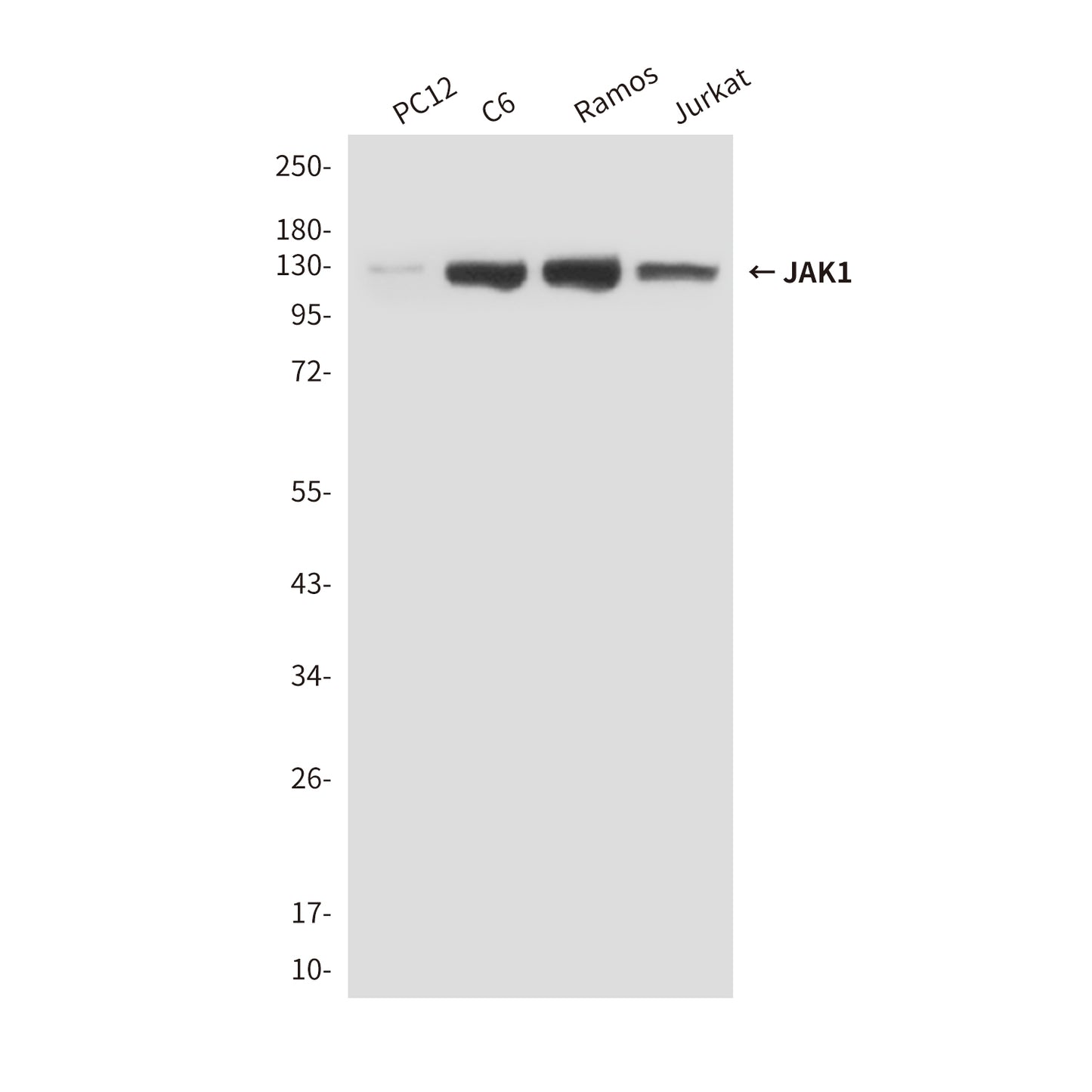 JAK1 (7B1) Mouse Monoclonal Antibody