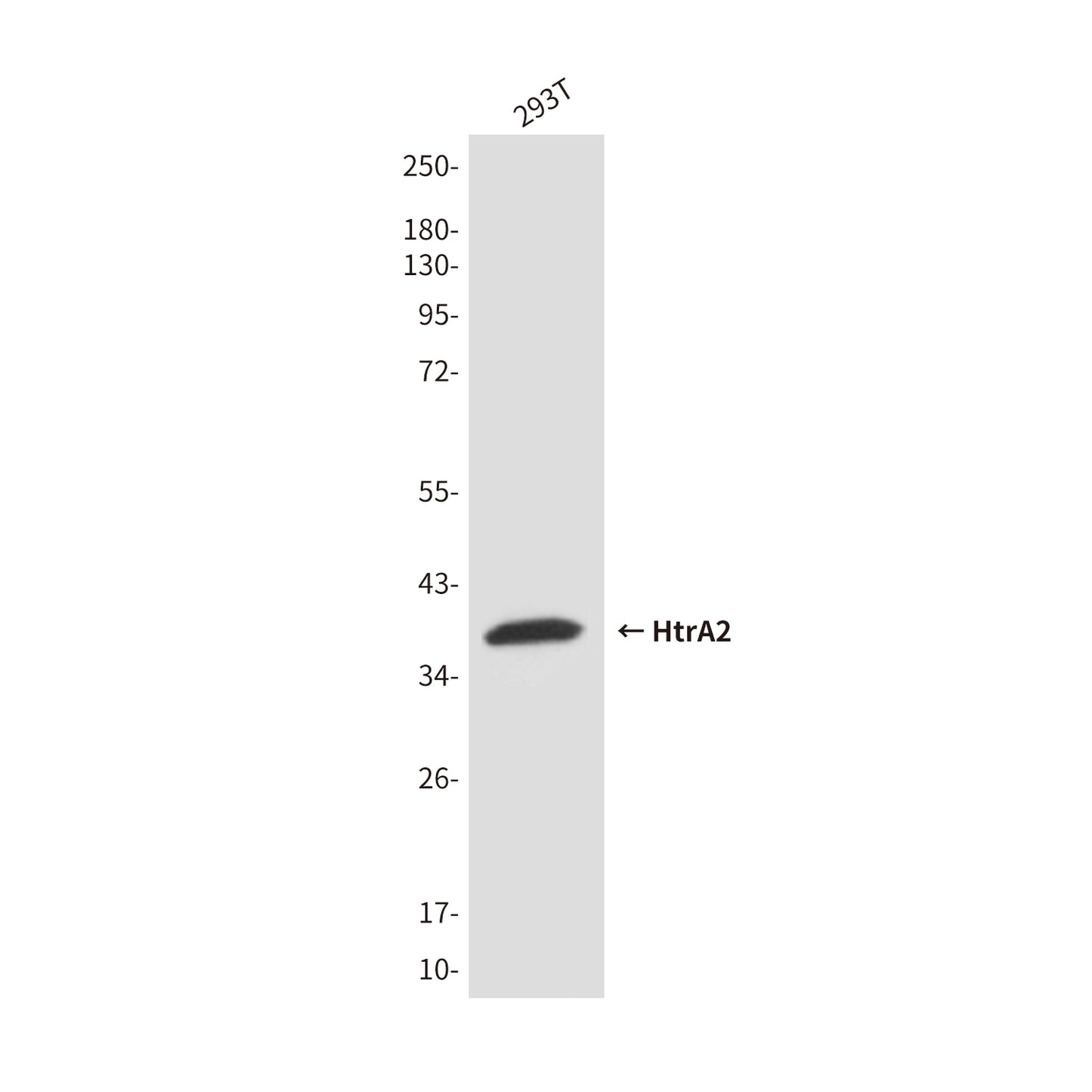 HtrA2 (8G11) Mouse Monoclonal Antibody