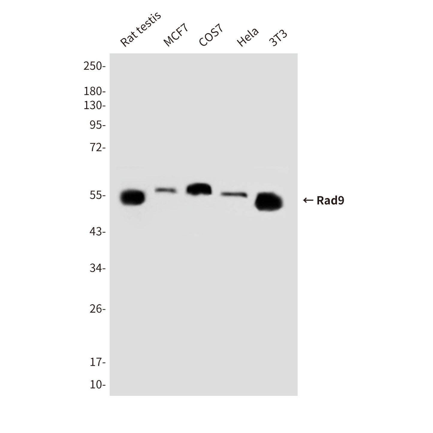 Rad9 Mouse Monoclonal Antibody