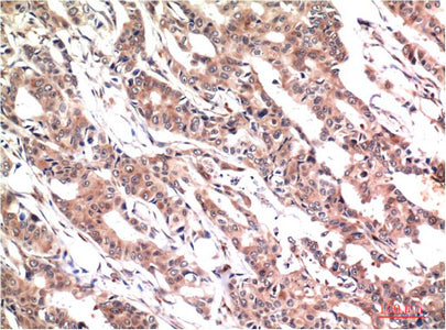 Phospho-Stat3(Y705)(1E9)Mouse Monoclonal Antibody